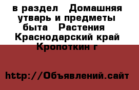  в раздел : Домашняя утварь и предметы быта » Растения . Краснодарский край,Кропоткин г.